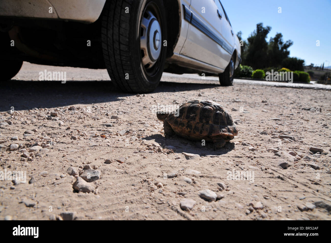 Close up of a Spur-thighed Tortoise or Greek Tortoise (Testudo graeca) tries to cross a road . Israel Summer September Stock Photo