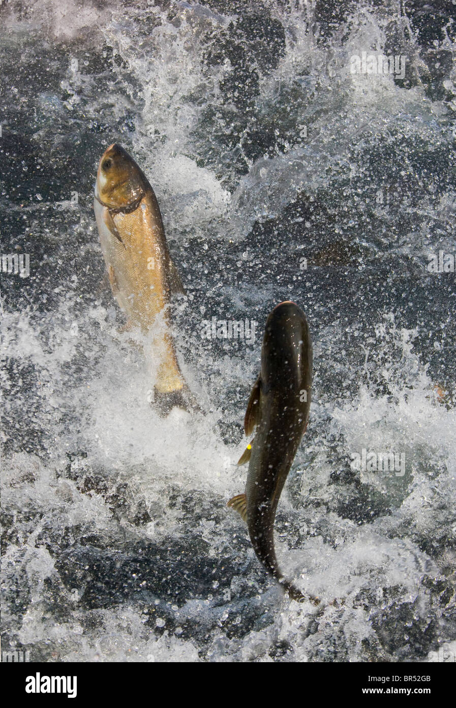 Fish jumping, Qiandao Lake (Thousand Island Lake), Jiande, Zhejiang Province, China Stock Photo