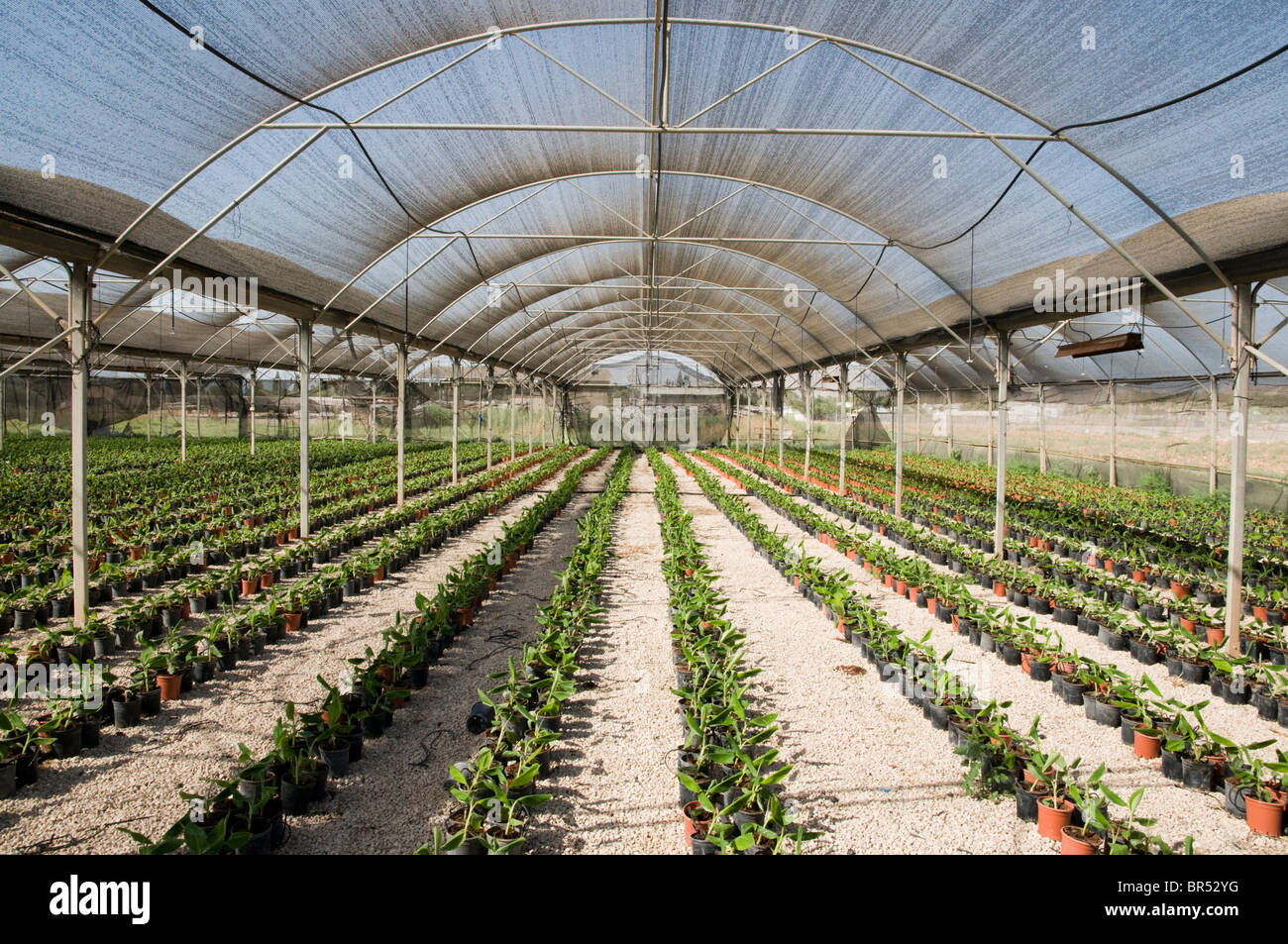 banana plant seedling nursery Stock Photo Alamy