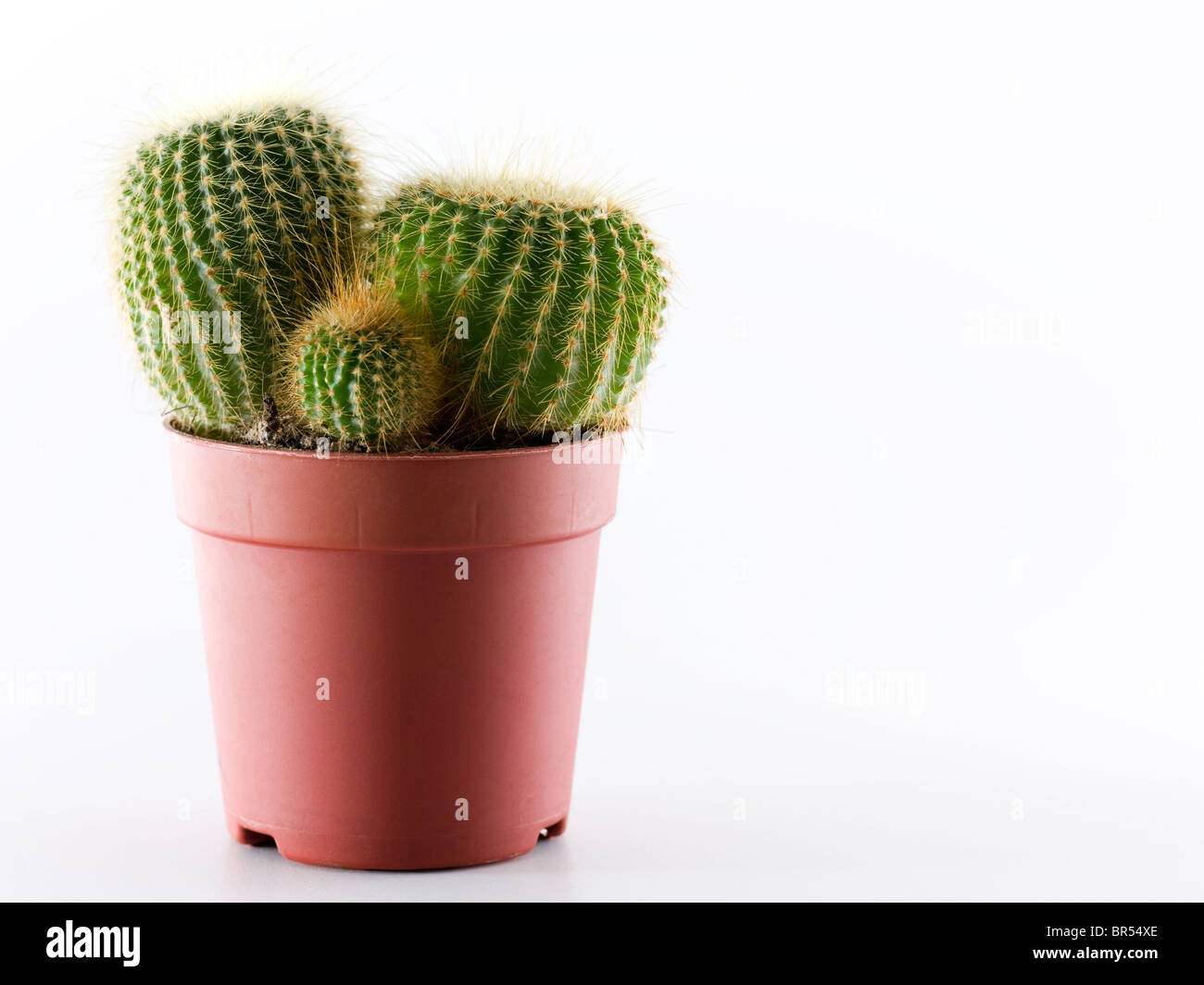 Golden barrel cactus in pot hi-res stock photography and images - Alamy