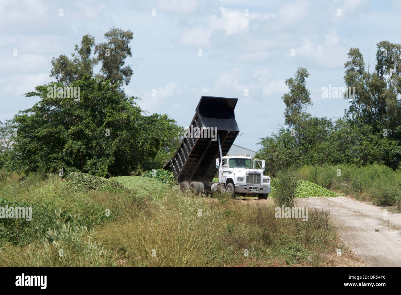 A large dump truck dumps produce in a field near a horse farm in Palm Beach county Florida. Stock Photo