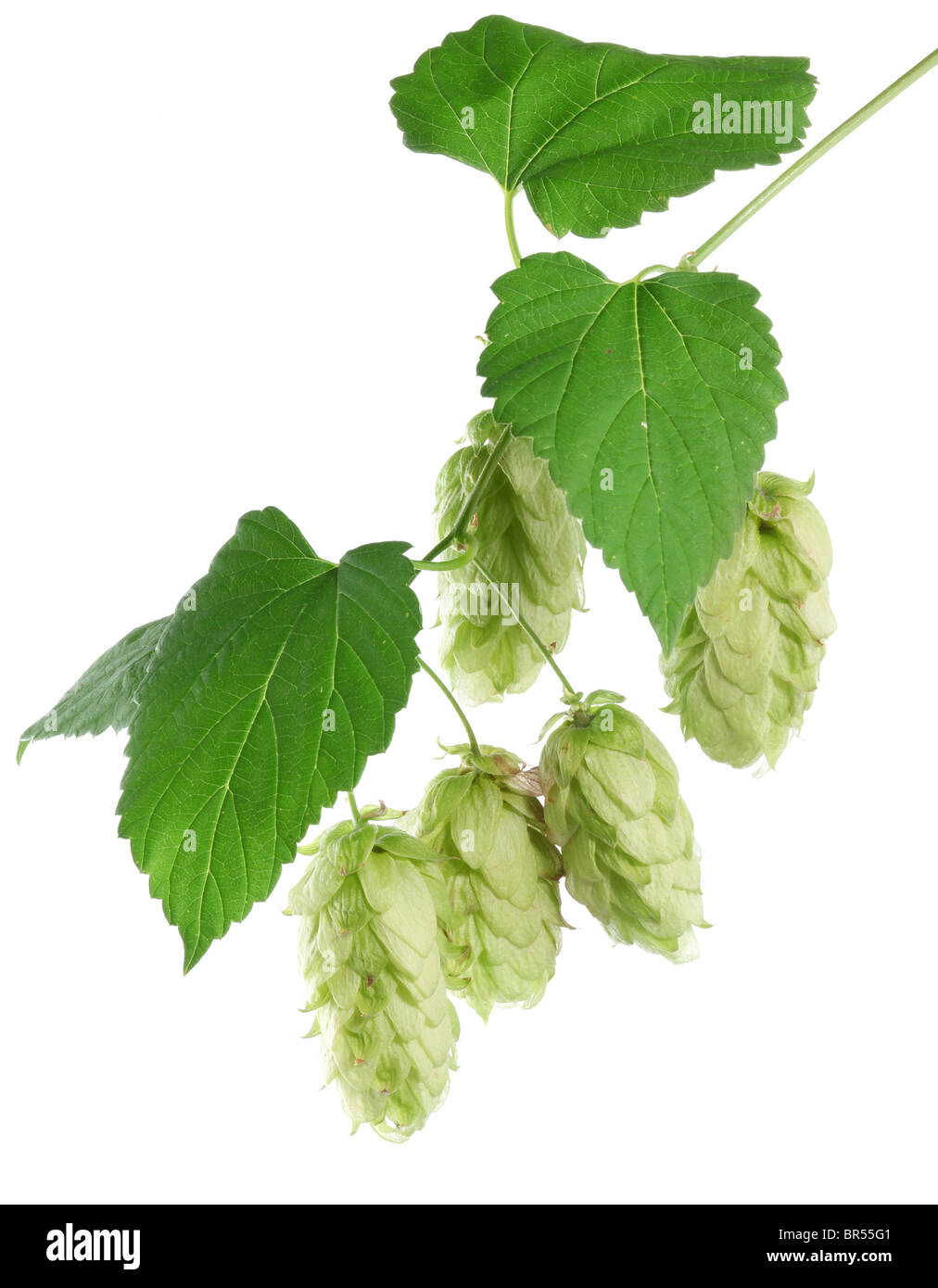 branch of hops on a white background Stock Photo