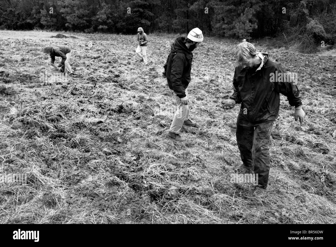 Crop Mob at Pittsboro NC Stock Photo