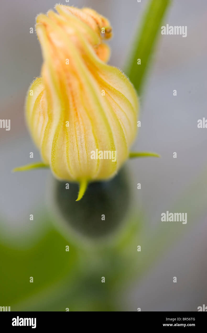 Yellow Courgette Flower Bud Stock Photo Alamy