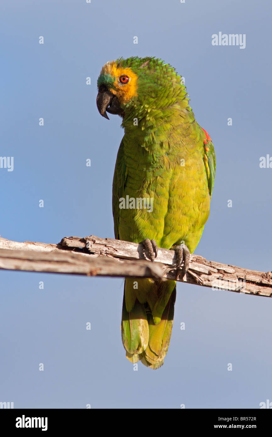 Blue-fronted Amazon Parrot Stock Photo
