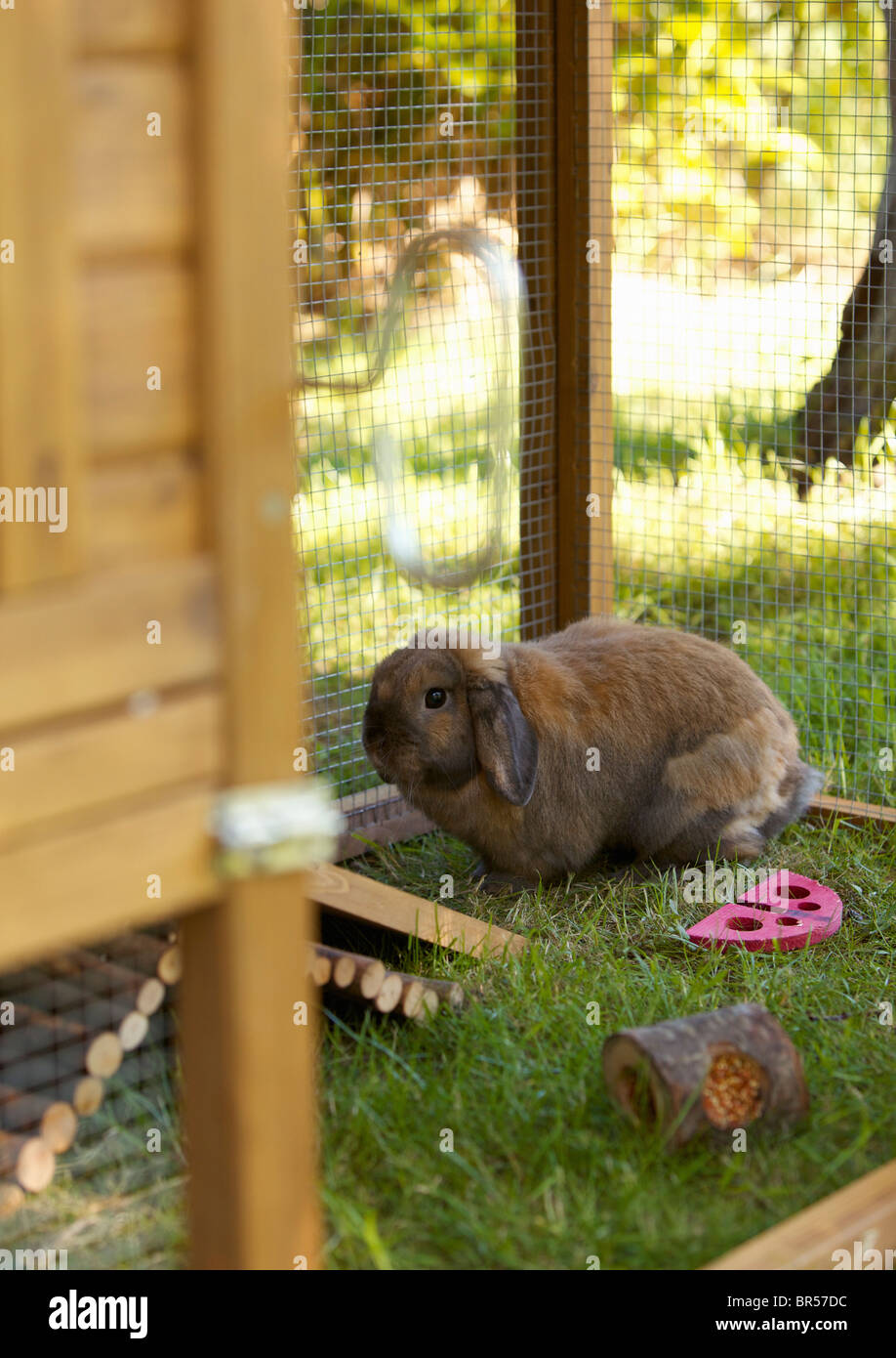 Rabbit in his Hutch Stock Photo Alamy