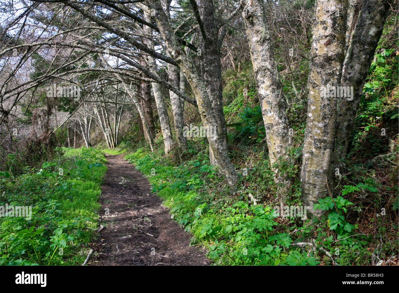 The COAST TRAIL winds through a temperate forest - POINT REYES NATIONAL SEASHORE, CALIFORNIA Stock Photo