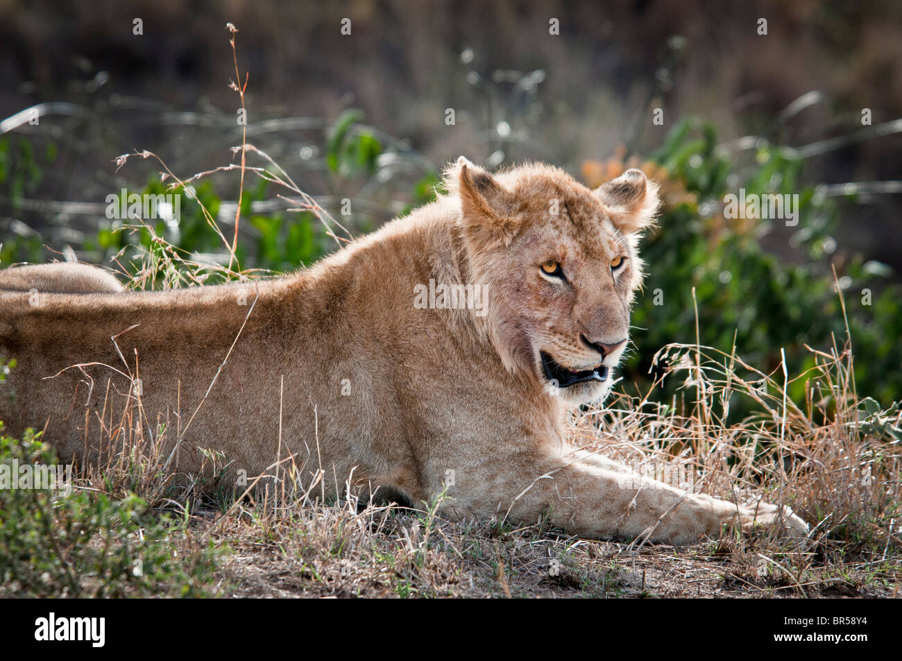 Young Male Lion, Panthera leo, Masai Mara National Reserve, Kenya, Africa Stock Photo