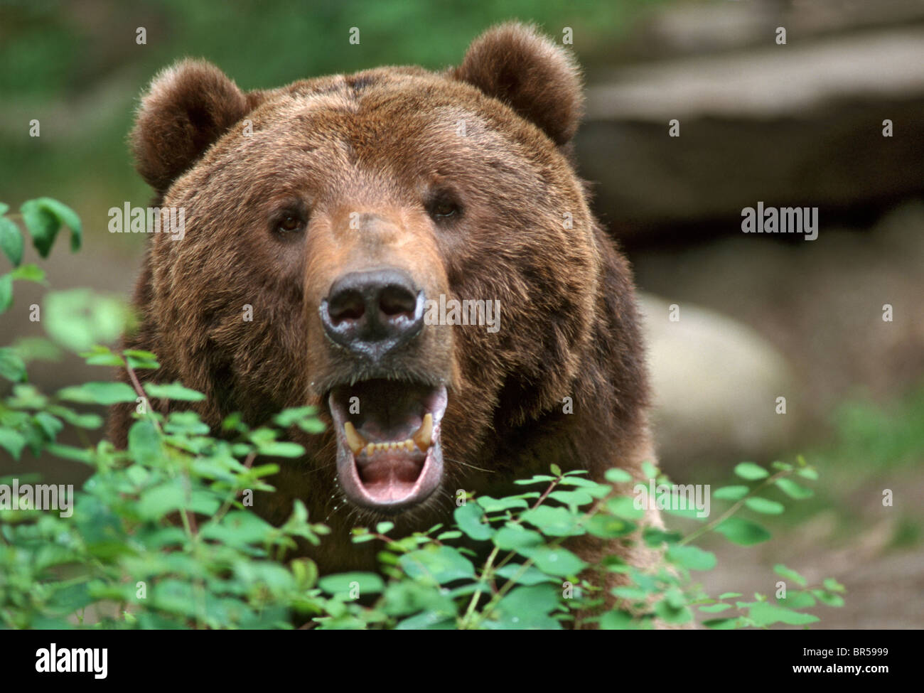 Animal lore hi-res stock photography and images - Alamy