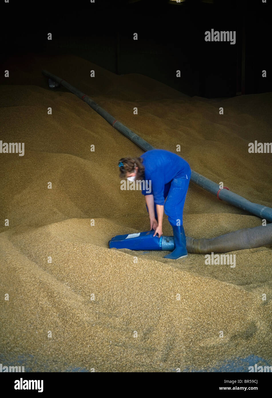 Food Processing, Grain Drying Stock Photo Alamy