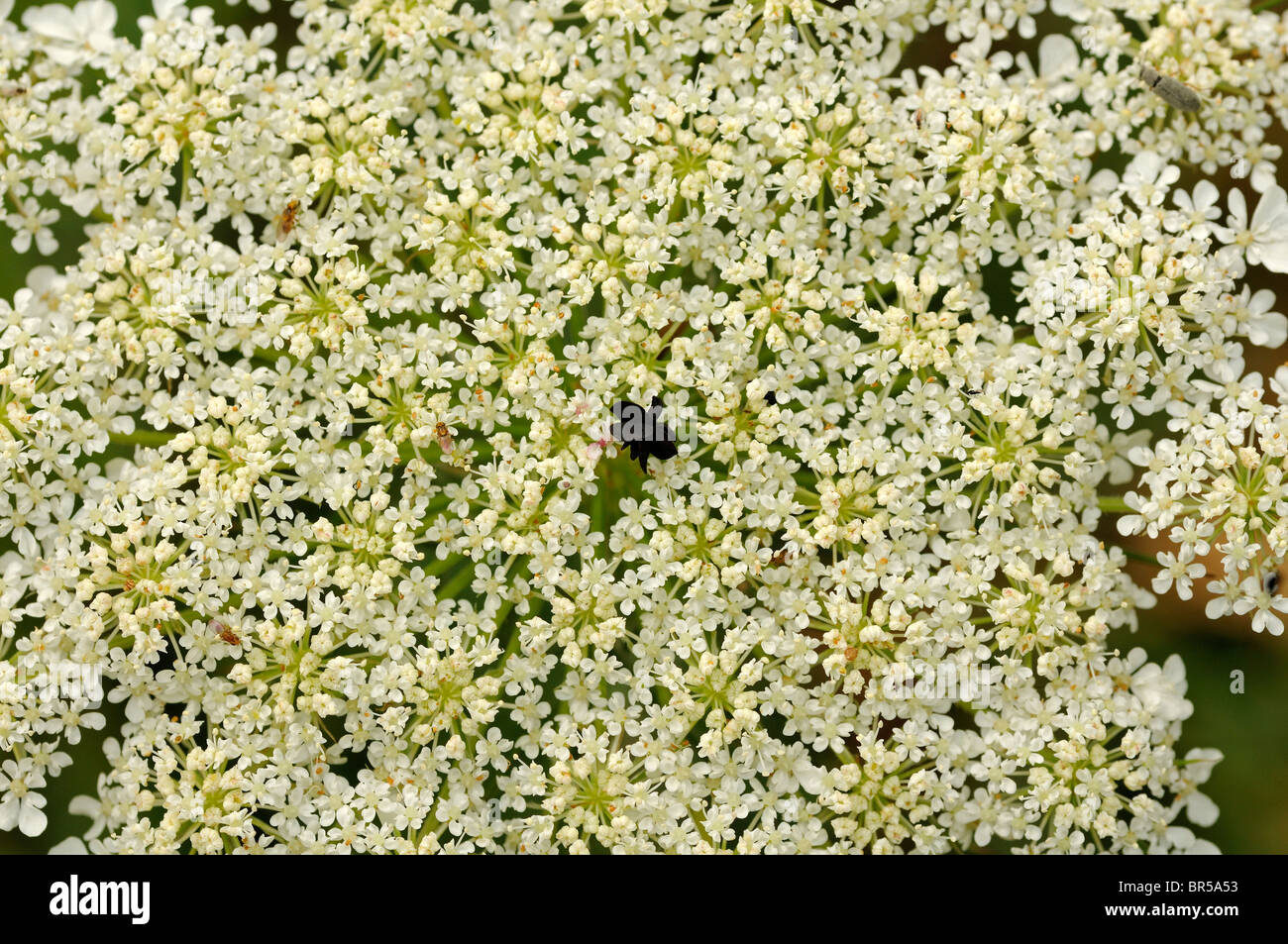 Flower umbel of Wild Carrot, Daucus carota, with a contrasting black flower in the centre that serves to attract insects Stock Photo