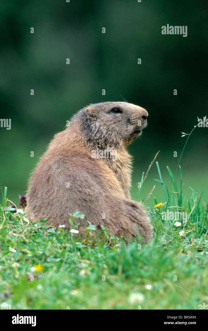 Alpine Marmot (Marmota marmota), Allgaeu Alps, Germany, Europe Stock Photo