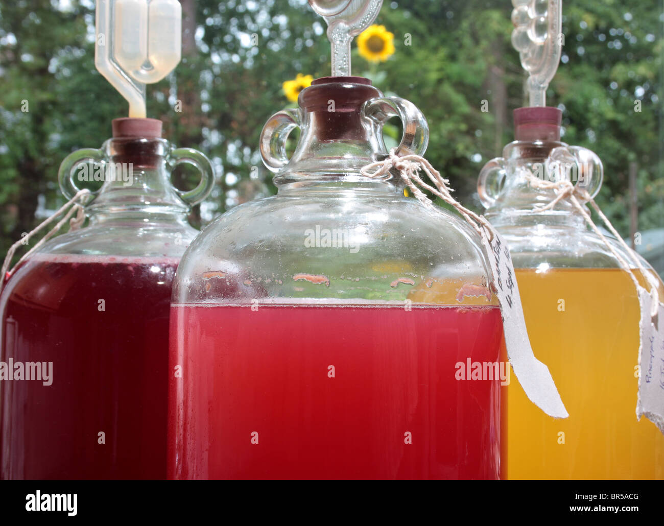 colourful home wines fermenting in glass demijohn bottles. Stock Photo