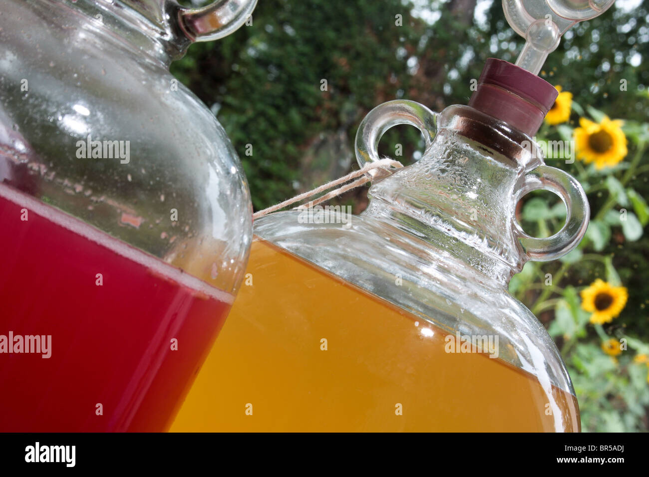 colourful home wines fermenting in glass demijohn bottles Stock Photo