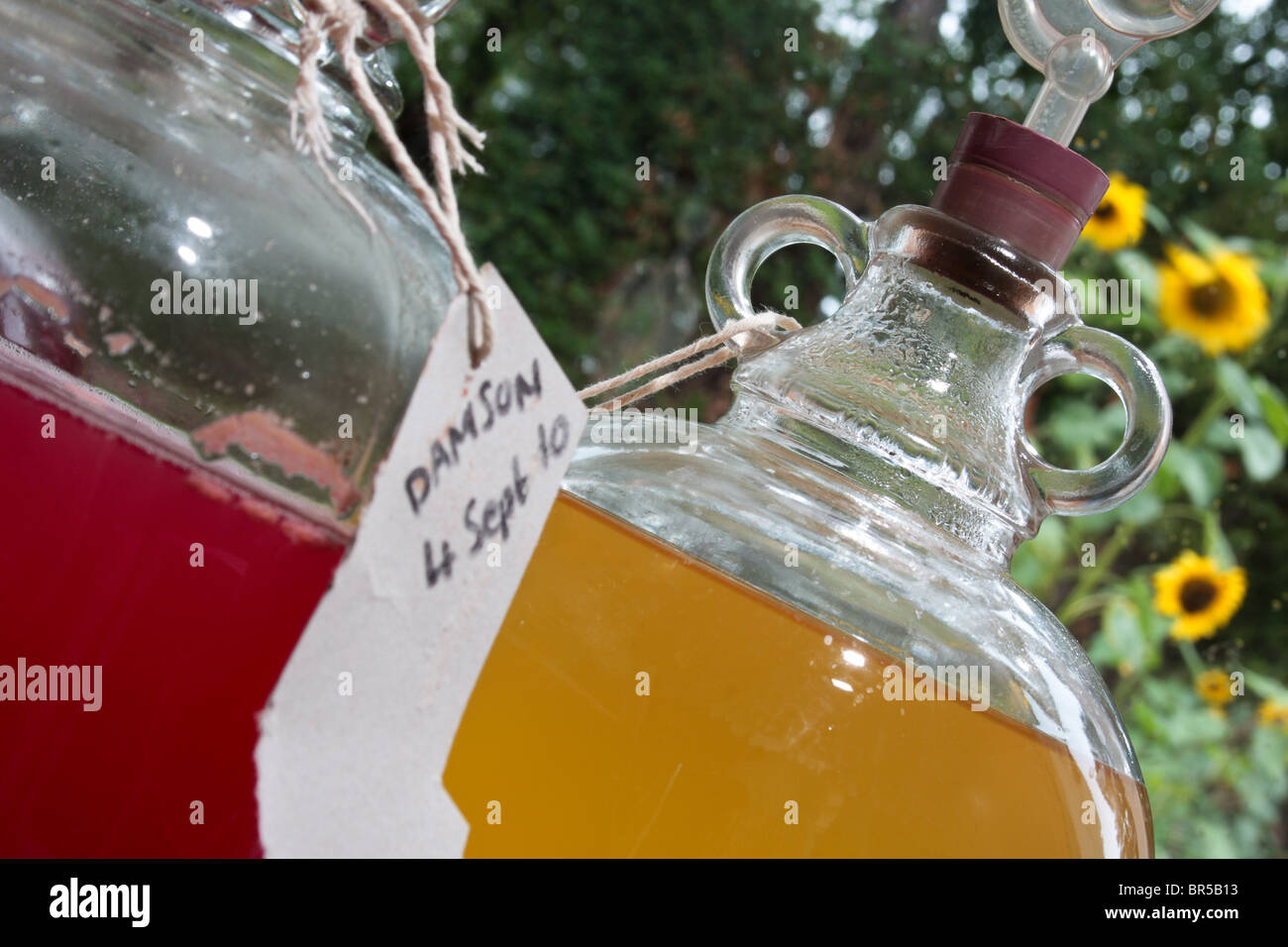 colourful home wines fermenting in glass demijohn bottles Stock Photo