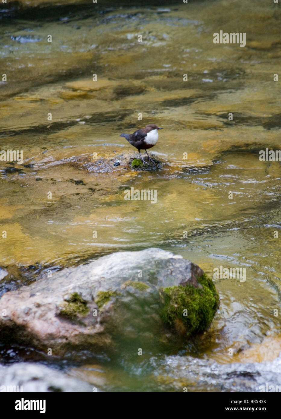 White Throated Dipper (Cinclus cinclus) on a rock in a river, Cazorla National Park, Jaen Province, Andalucia, Spain Stock Photo