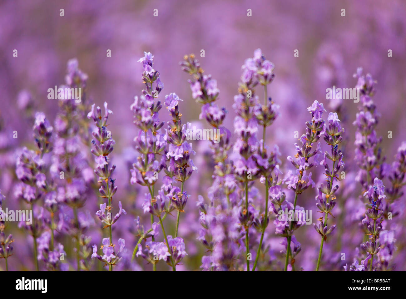 Europe, France, Vaucluse (84), Lavender Field in Provence Stock Photo