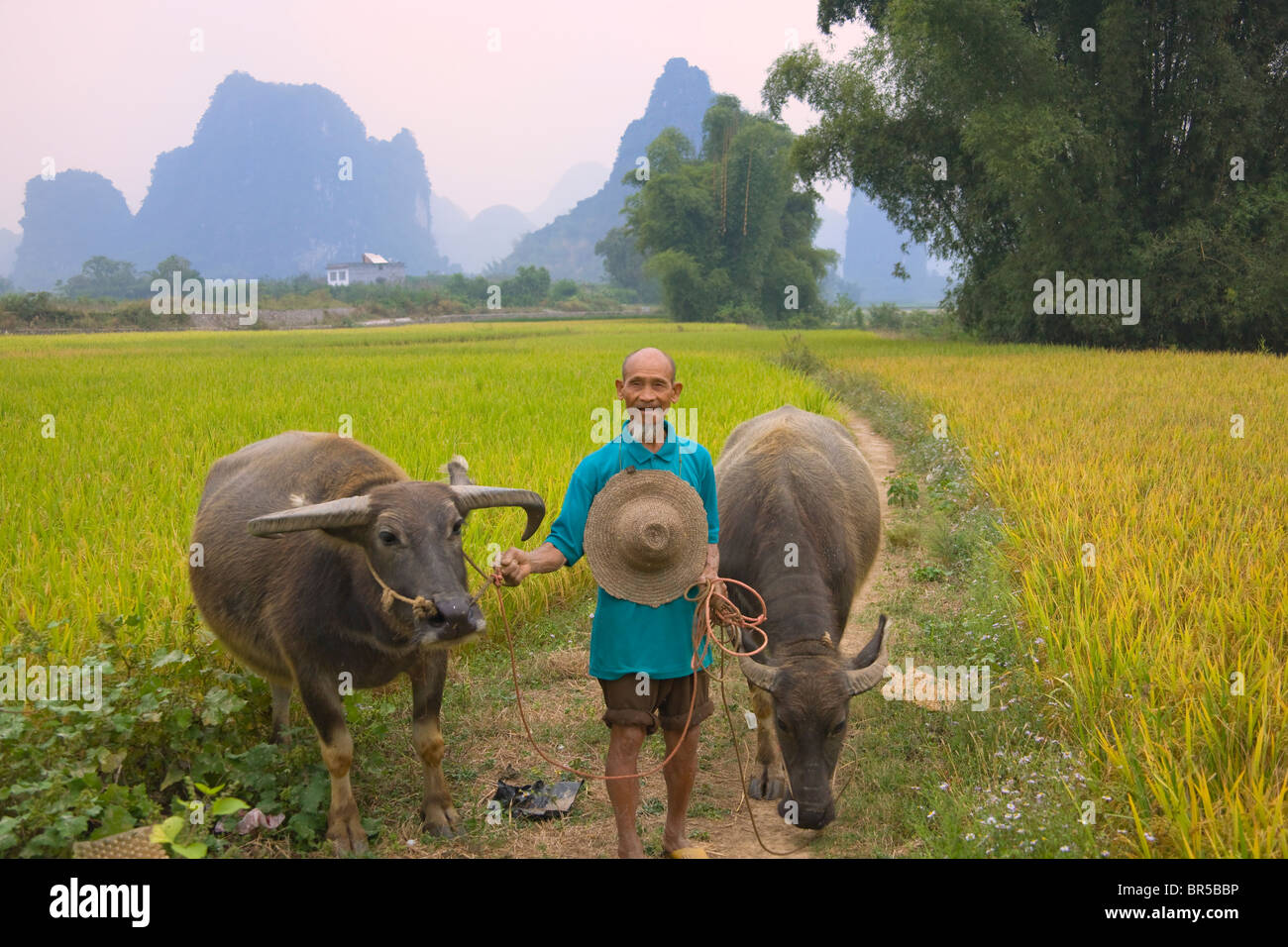 Elderly farmer with water buffaloes in the rice paddy, karst hills in the distance, Yangshuo, Guangxi, China Stock Photo