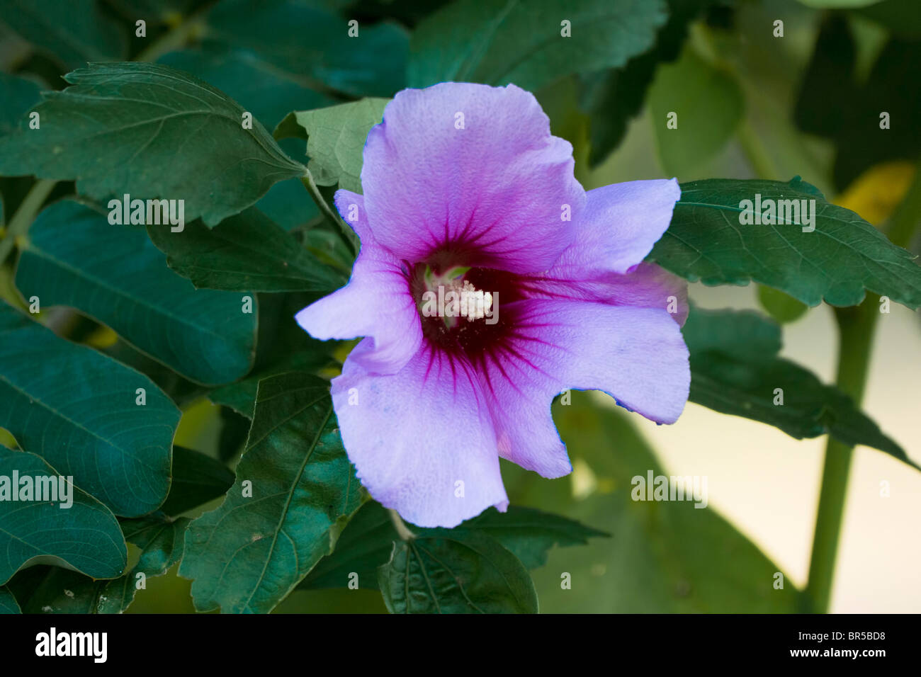 Beautiful flowers hibiscus hi-res stock photography and images - Alamy