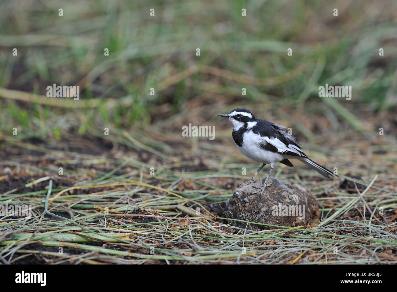 African pied wagtail (Motacilla aguimp) standing on a stone - Crater Lake - Kenya Stock Photo