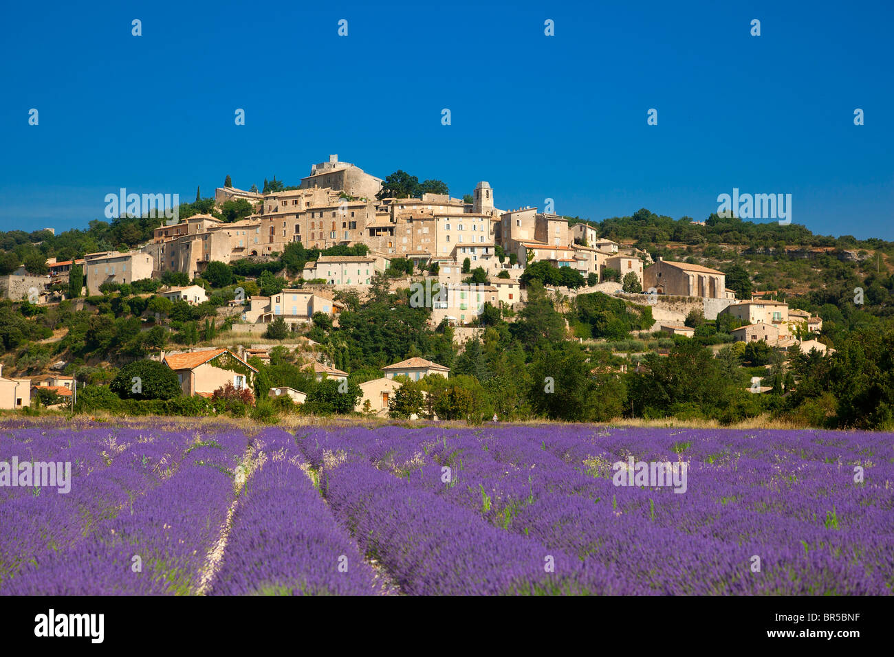 Europe, France, Alpes-de-Haute-Provence (04), Lavender field in front of Simiane La Rotonde, Stock Photo