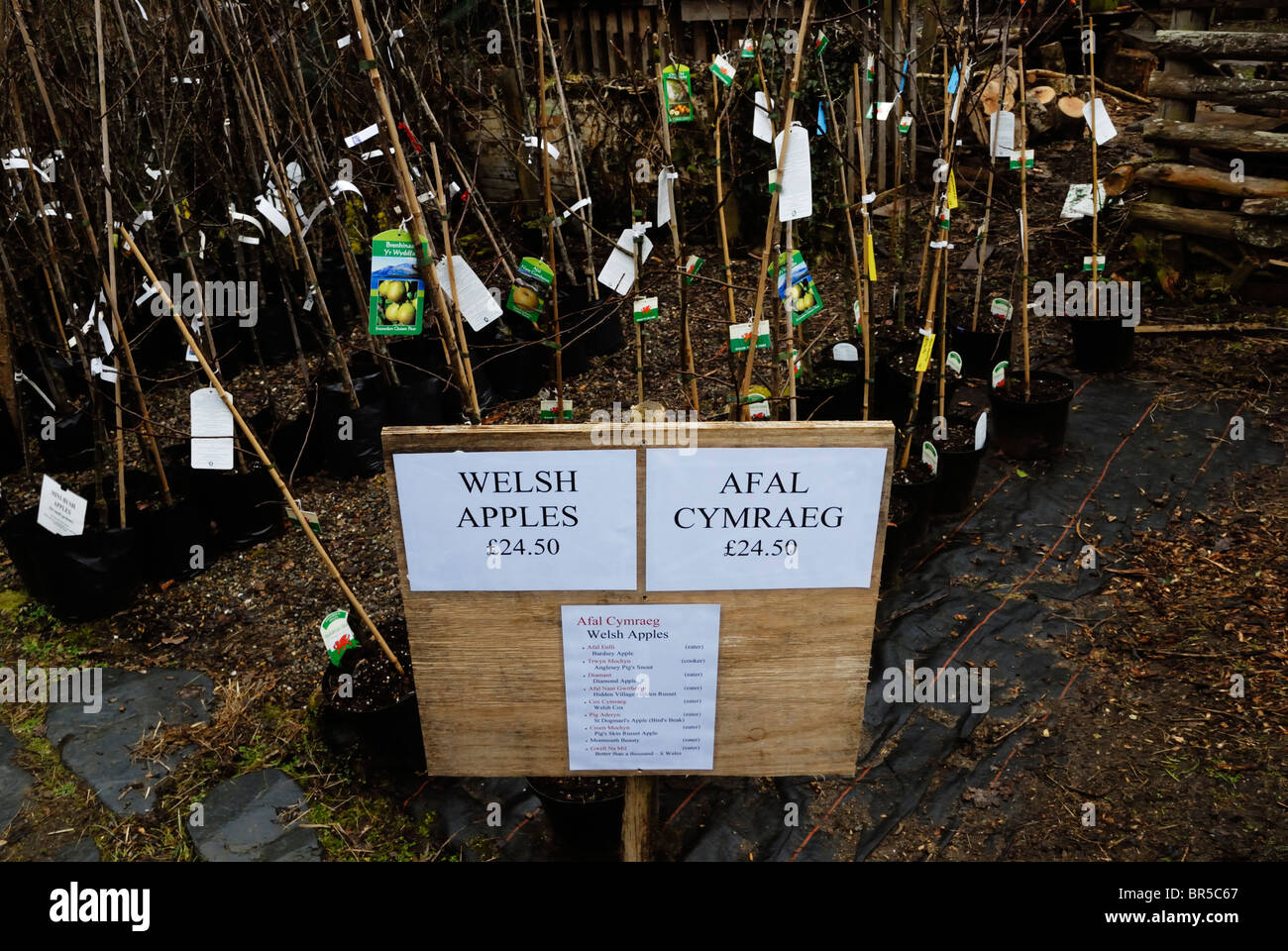 Pot grown Welsh apple tree varieties for sale at a Welsh specialist tree nursery Stock Photo