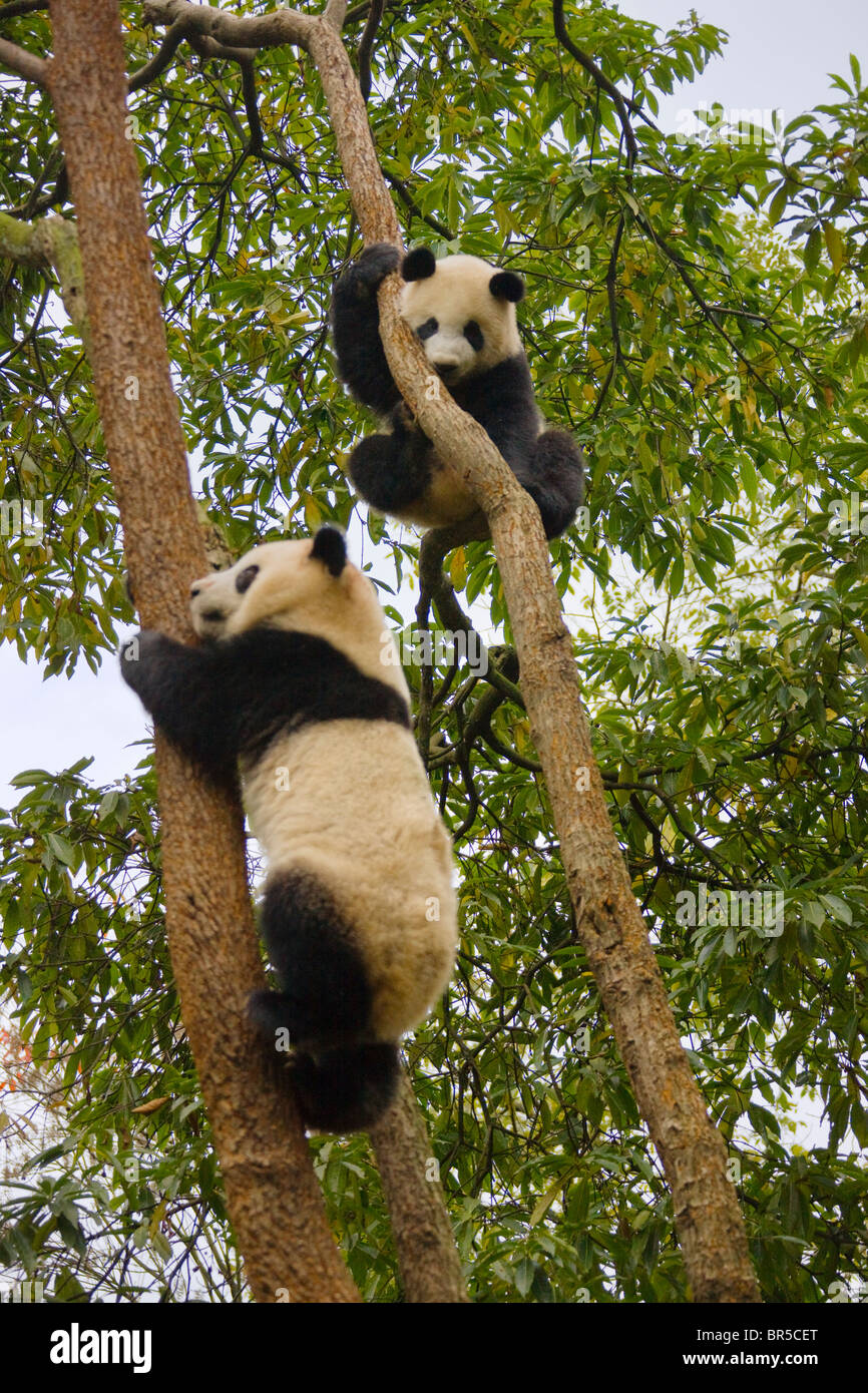 Two Giant panda cubs playing on tree, Ya'an, Sichuan, China Stock Photo ...