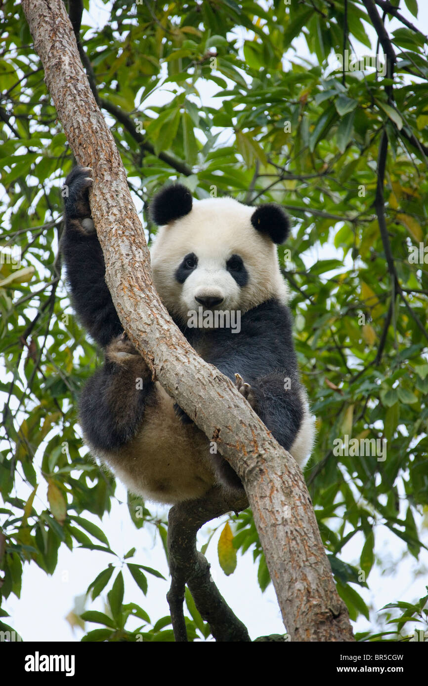 Panda hi-res stock photography and images - Alamy
