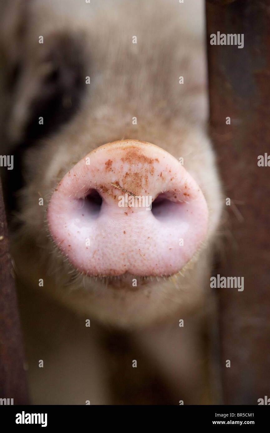 Pig nose hires stock photography and images Alamy