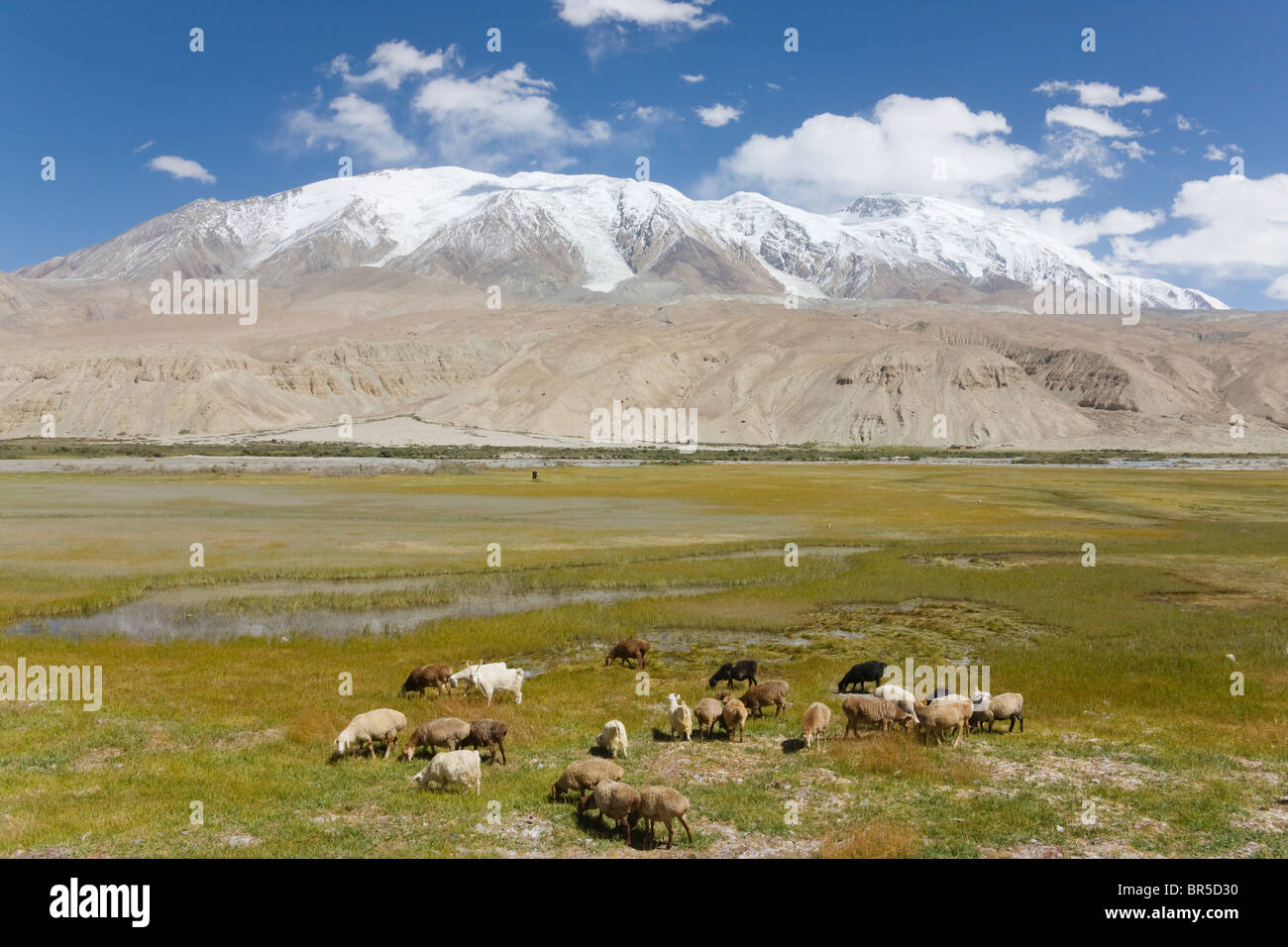 Sheep and yaks grazing on the meadow, Mt. Kunlun in the distance, Pamir Plateau, Xinjiang, China Stock Photo