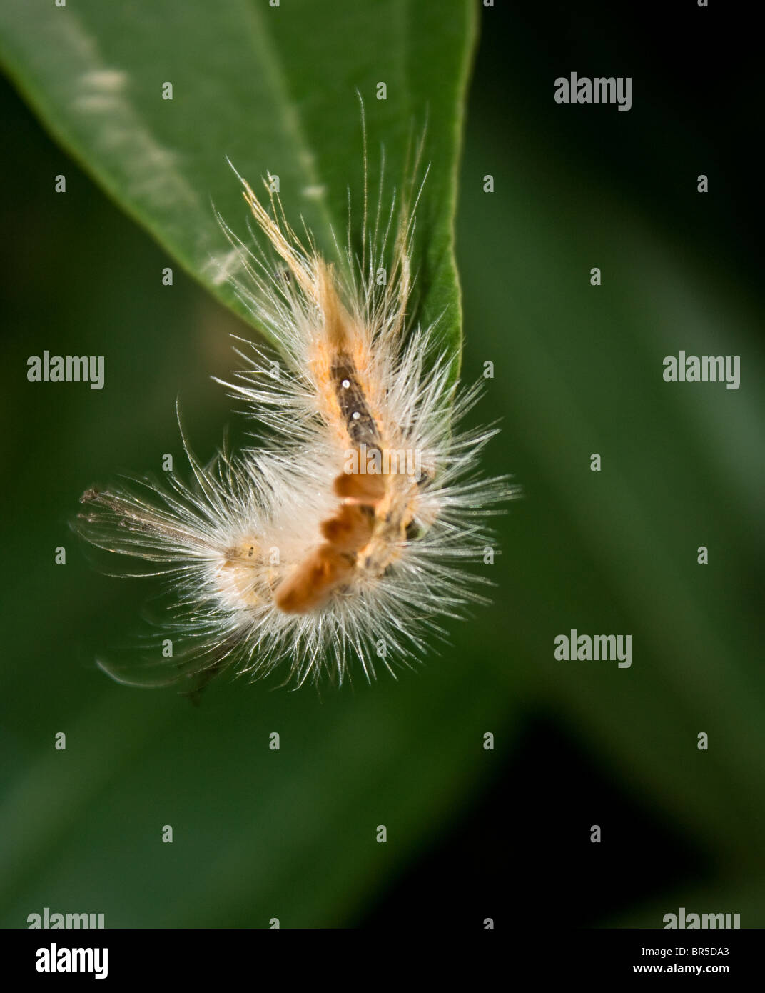 Caterpillar - a hairy phase of the butterfly Stock Photo