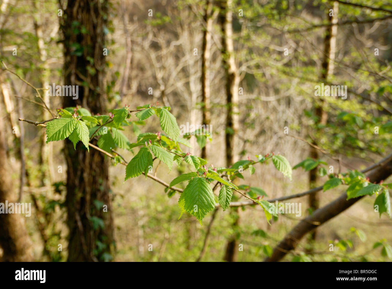 Young Wych Elm leaves, Ulmus glabra, in Spring woodland, Wales, UK. Stock Photo