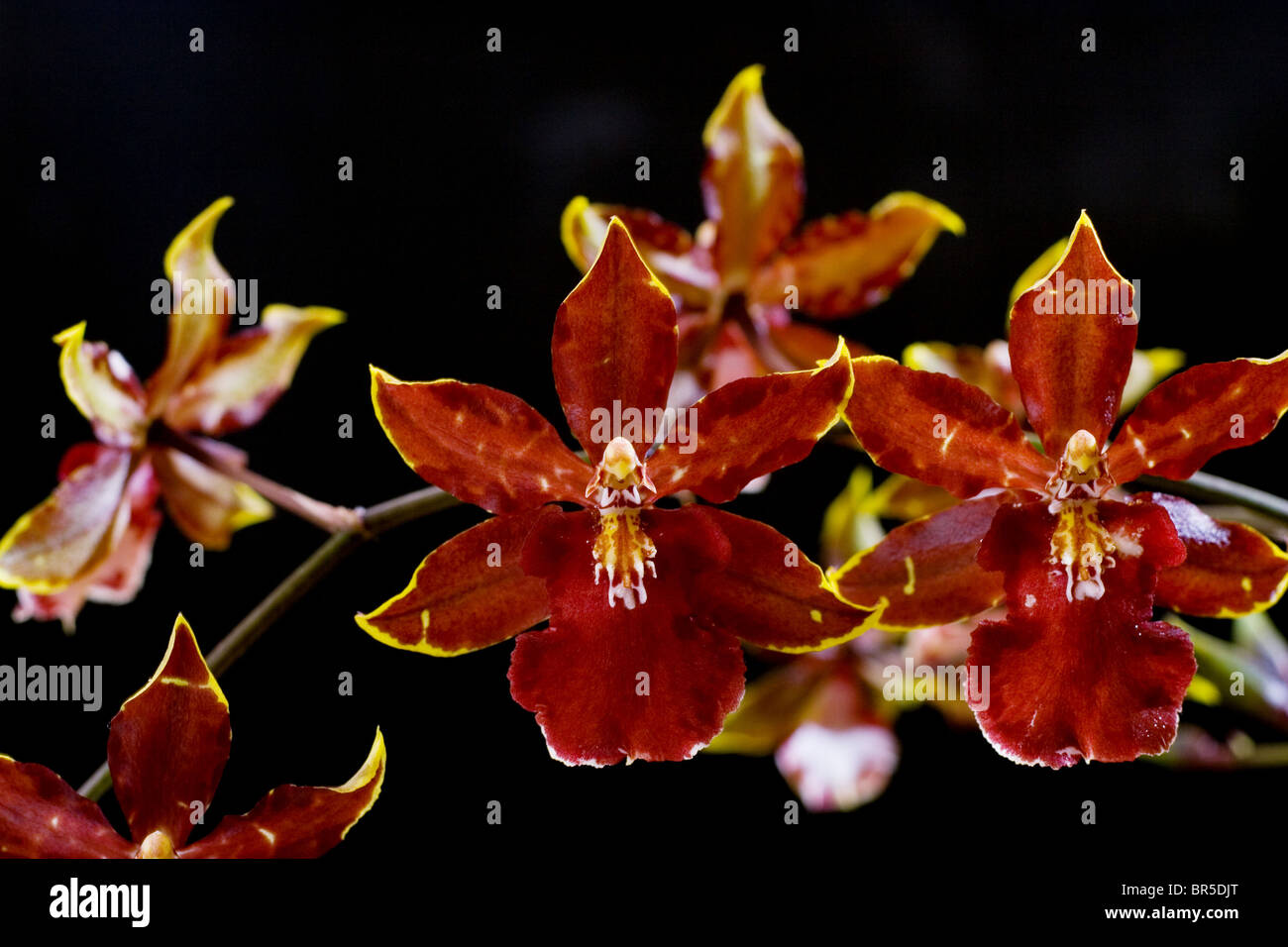 Flowering Oncidium Orchid against a black background Stock Photo