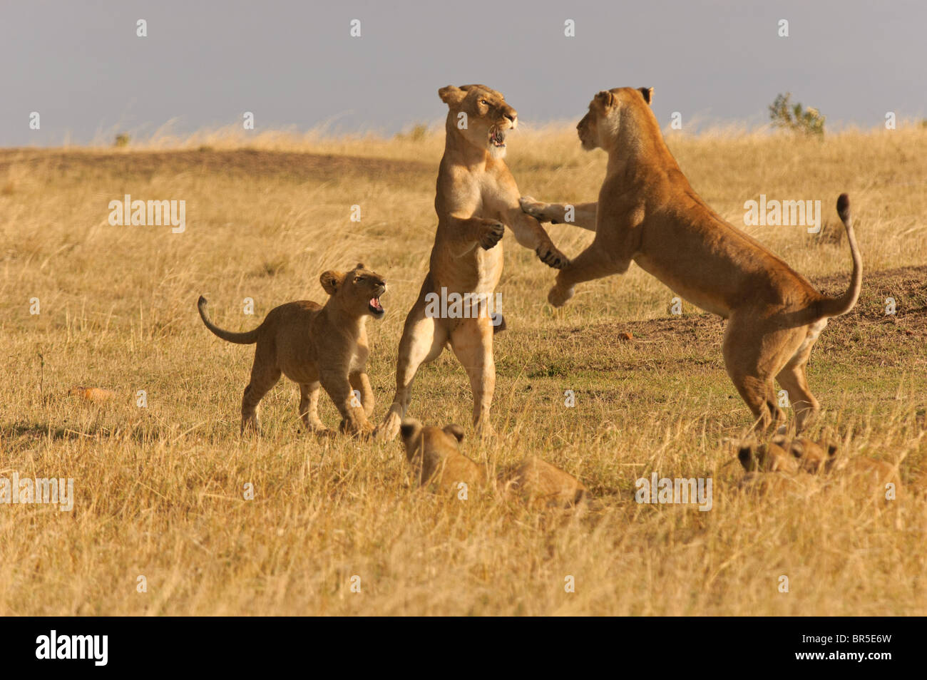 Two lions play fighting while cubs watch Stock Photo
