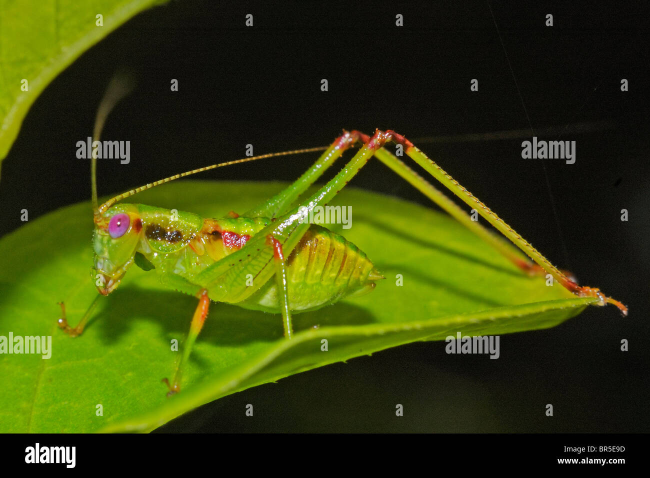 Cricket antennae hires stock photography and images Alamy