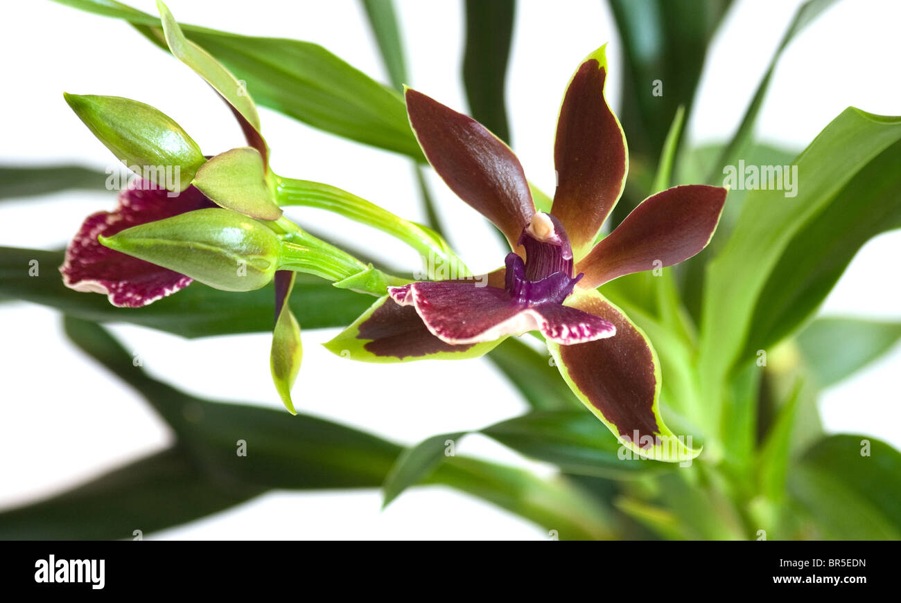 Flowering Zygopetalum Orchid Stock Photo