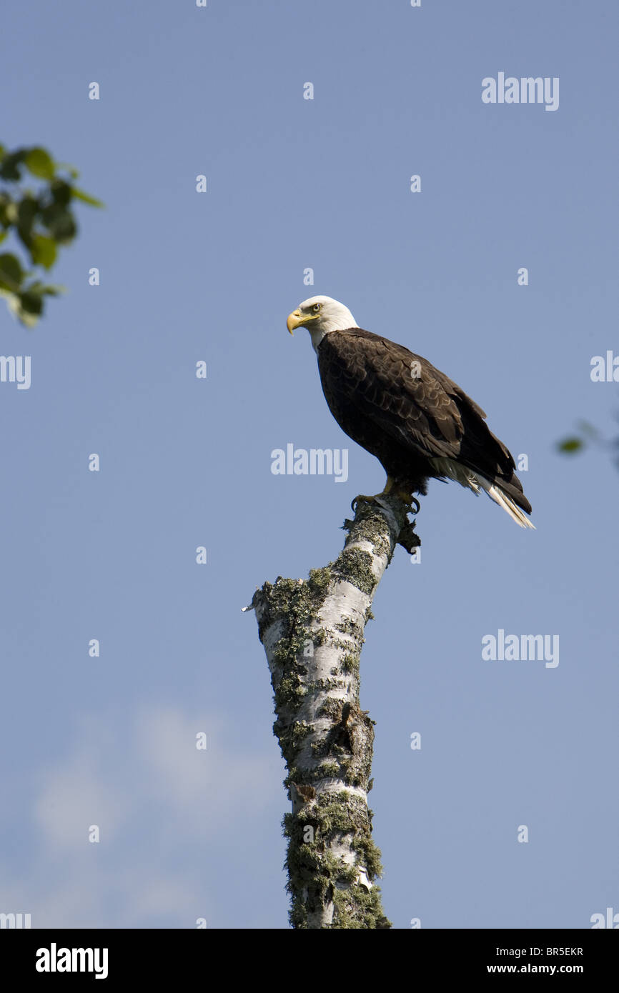 Wisconsin Bald Eagle Stock Photo Alamy