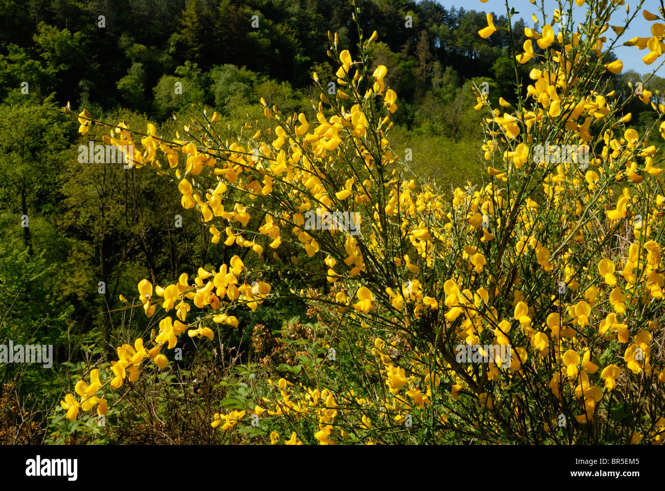 Scotch Broom Poisoning In Dogs Symptoms Causes Diagnosis