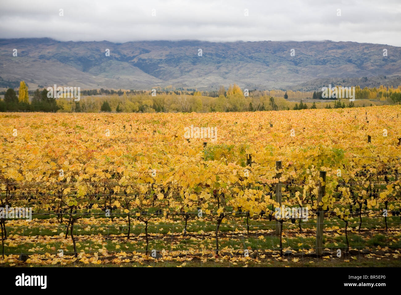 Central Otago vineyard in autumn Stock Photo