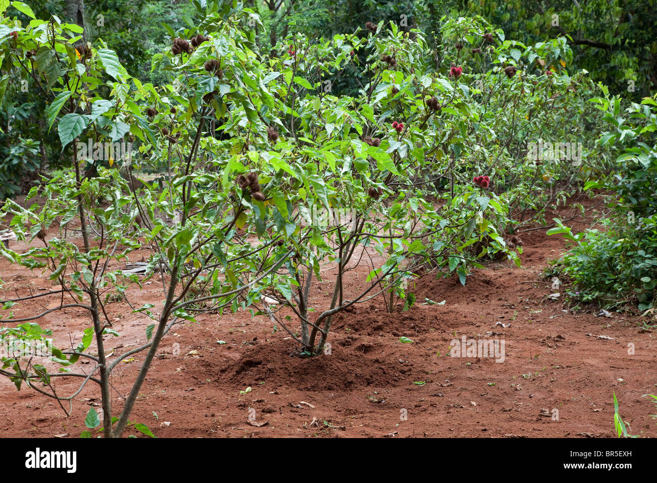 Zanzibar, Tanzania. Rouge Plant, Lipstick Tree, Bixa Orellana. Stock Photo