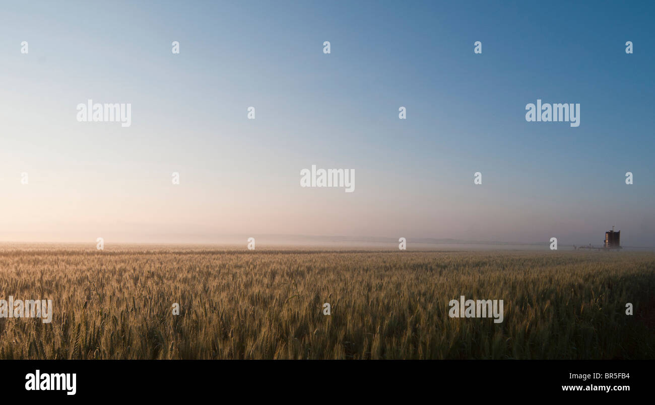 Israel, Golan Heights, Triticum Wheat field at dawn Stock Photo
