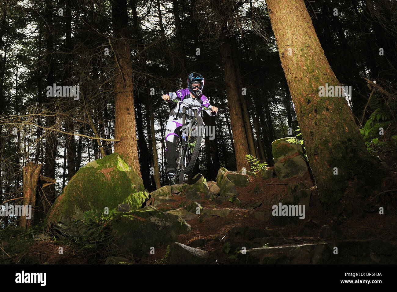 A downhill mountain biker rides over rocks between trees in forestry. Stock Photo