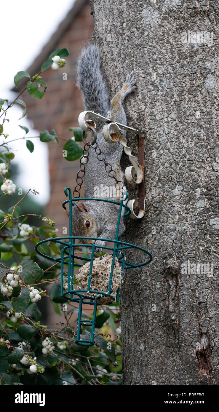 A squirrel eating a fat ball meant for the birds Stock Photo Alamy