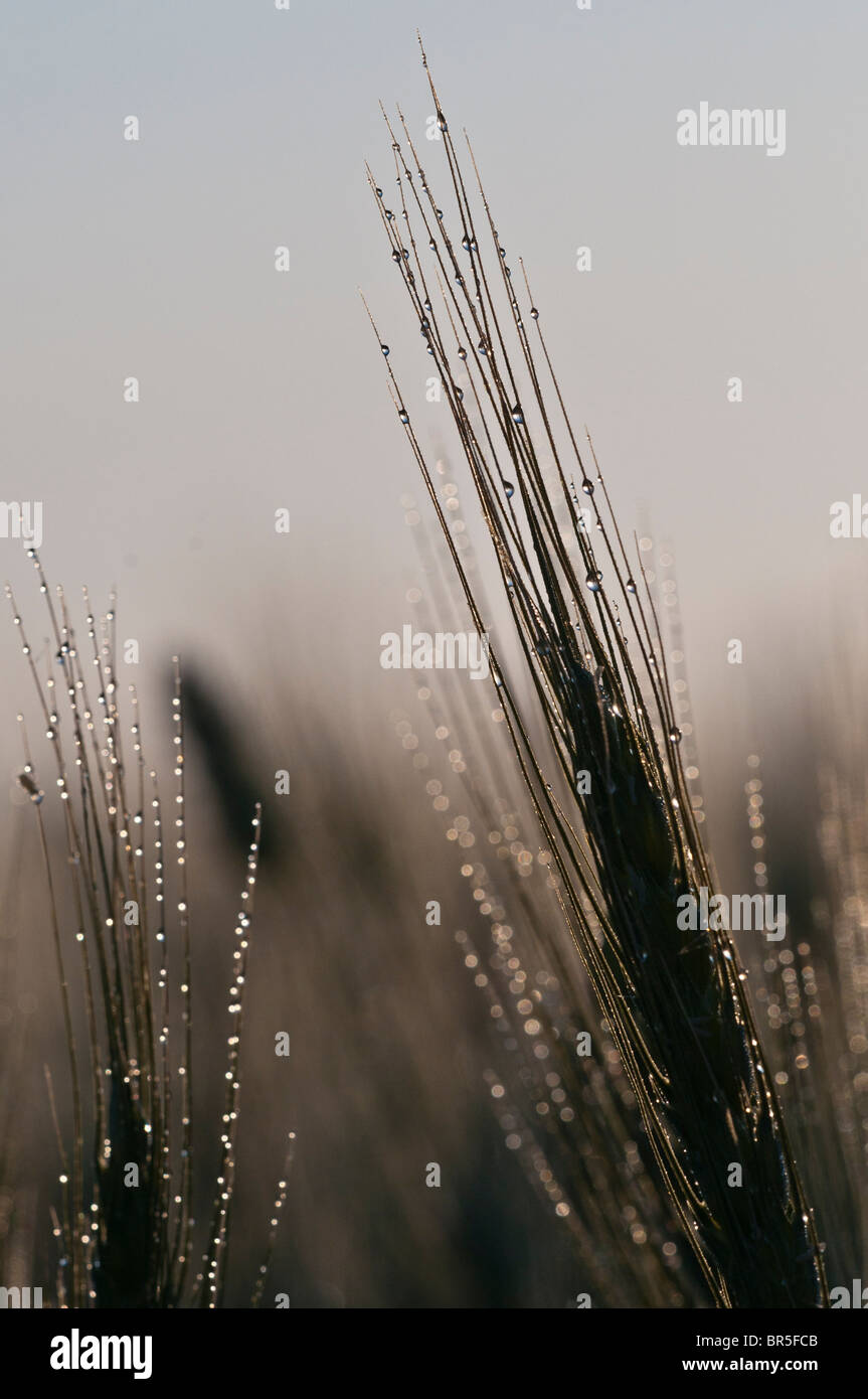 Israel, Golan Heights, Triticum Wheat field early morning Dew drops Stock Photo