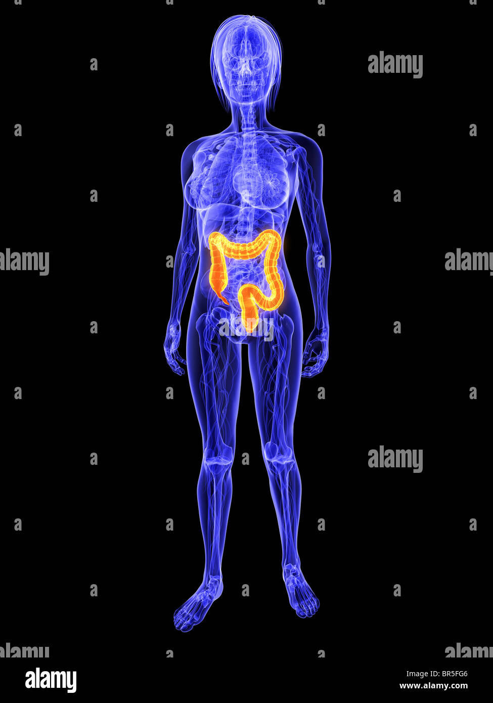 Woman colon hi-res stock photography and images - Alamy