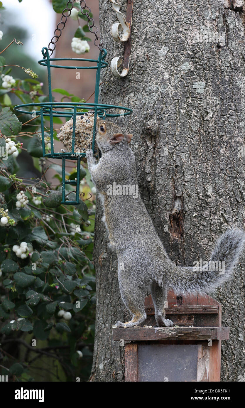 Fat ball birds hires stock photography and images Alamy