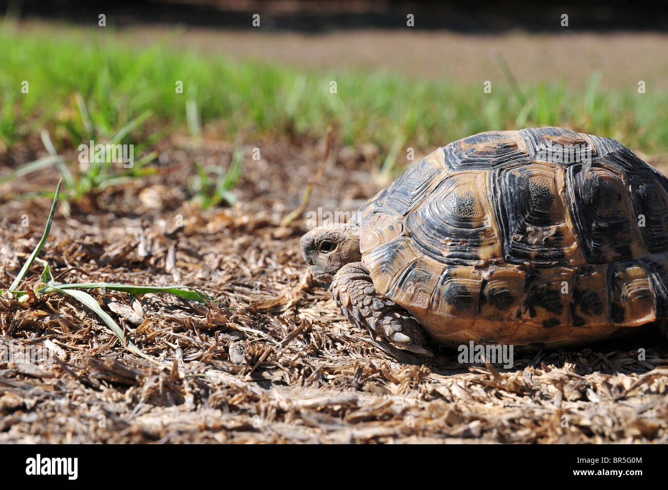 Close up of a Spur-thighed Tortoise or Greek Tortoise (Testudo graeca) in a field. Israel Summer September Stock Photo