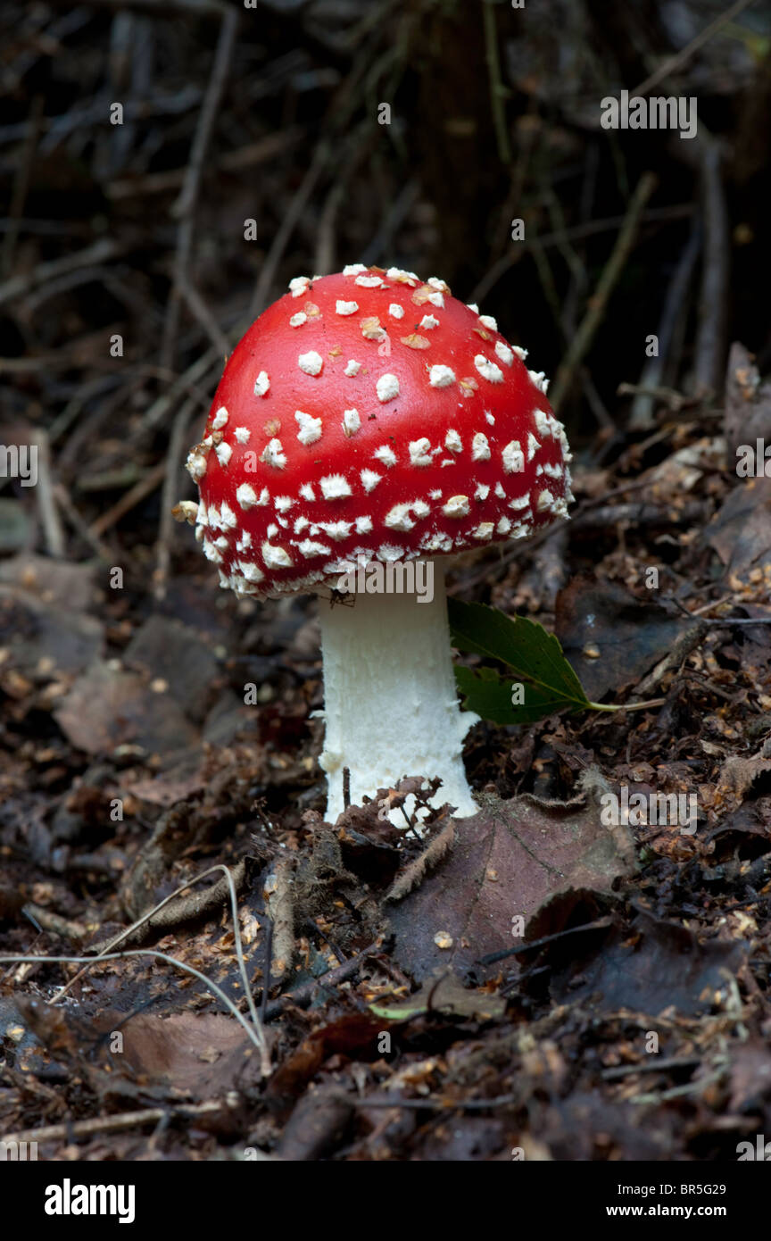 Fly agaric (Amanita muscaria) mushroom growing at the edge of a conifer plantation. Stock Photo