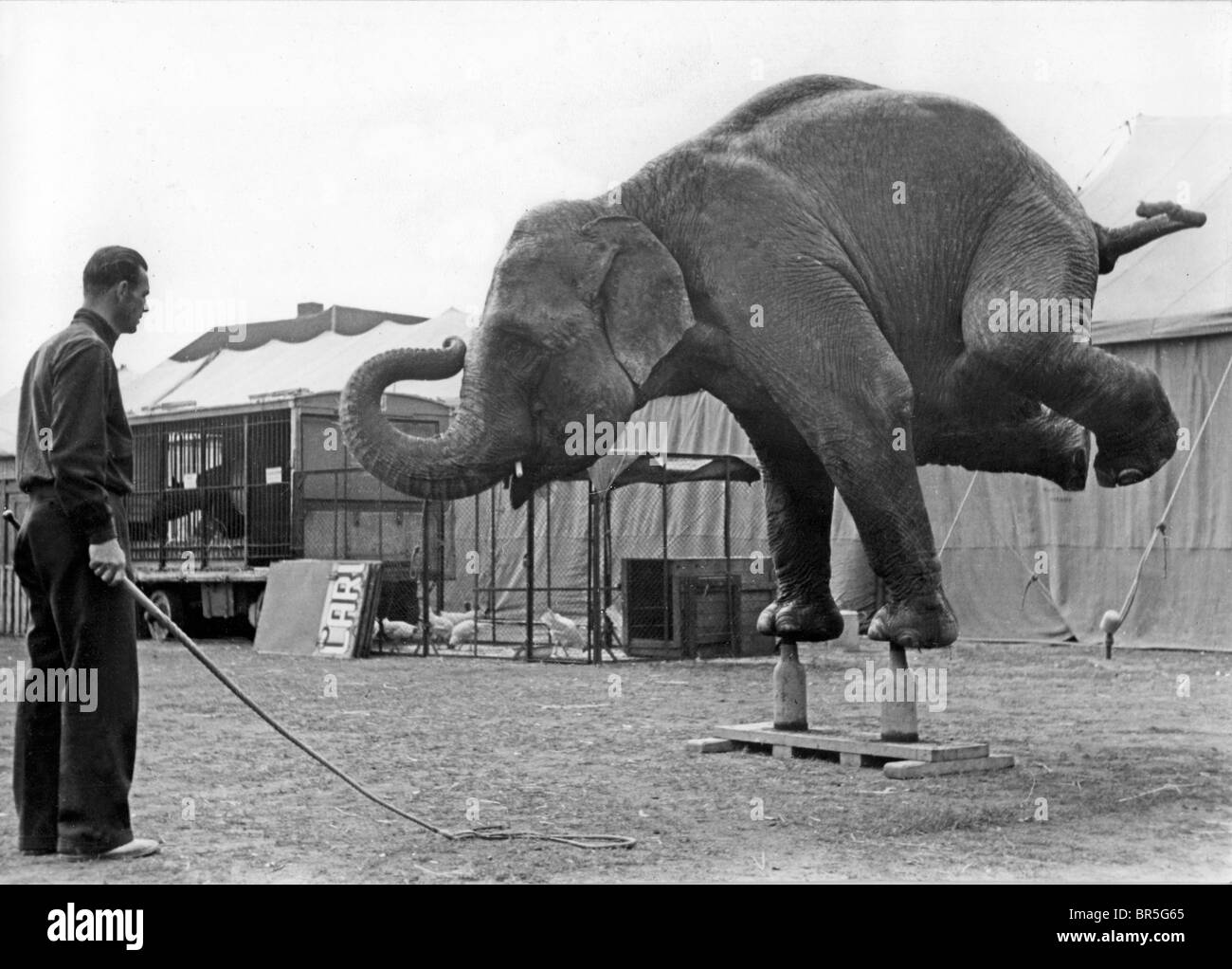Historic photograph, elephant performing a handstand on bottles, cruelty to animals, around 1926 Stock Photo