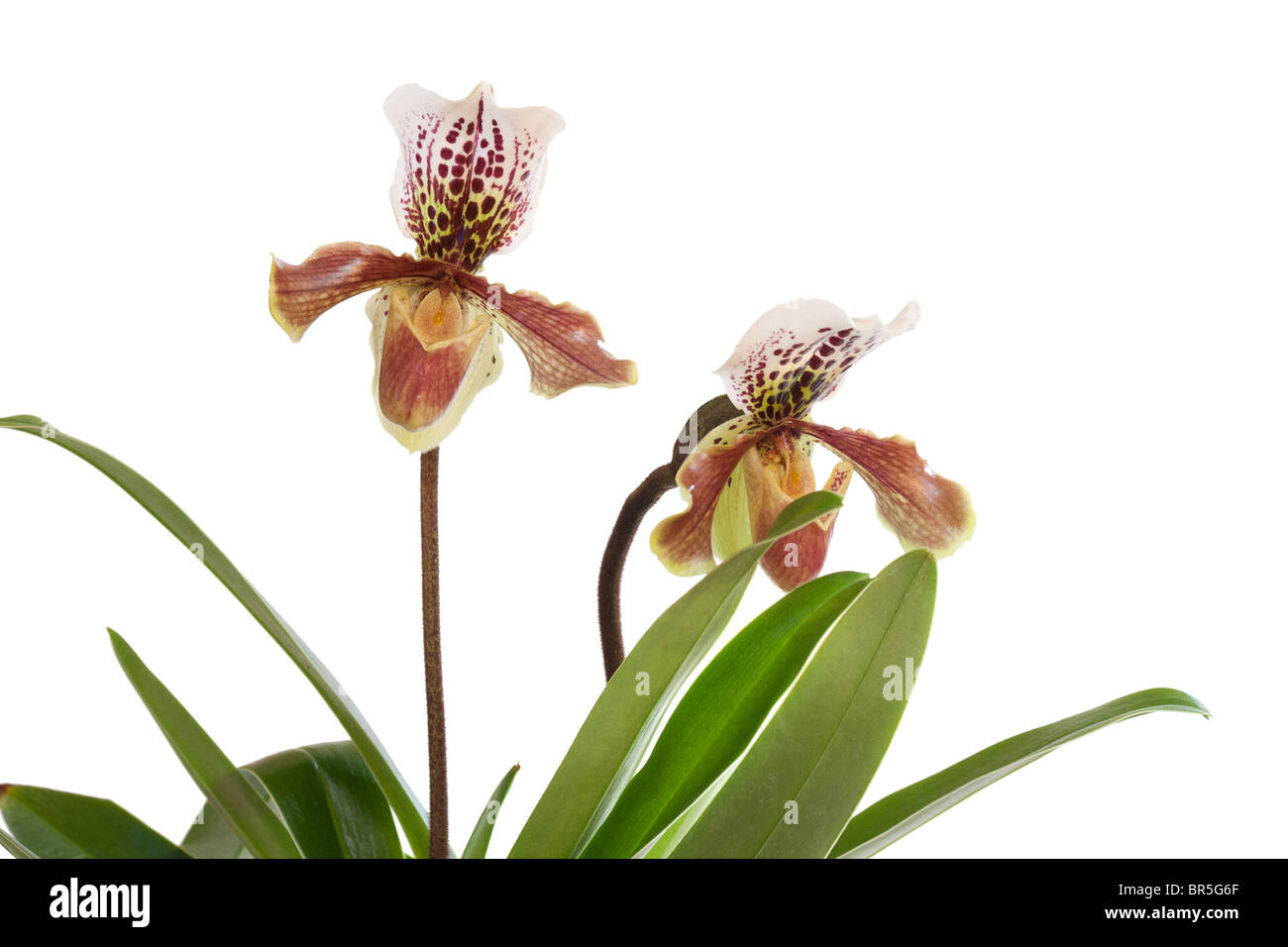 Paphiopedilum Lady Slipper Orchid against a black background Stock Photo